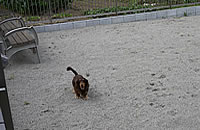 松阪市大黒田町ドッグラン