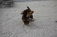 松阪市大黒田町ドッグラン