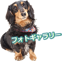 フォトギャラリー
